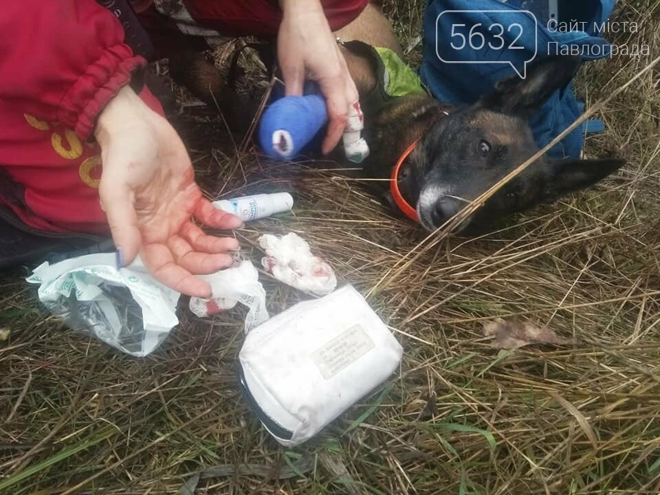 Собаки, кинологи и волонтеры падают с ног: как под Днепром ищут Артема Агеева, пропавшего 2 недели назад (Фото)