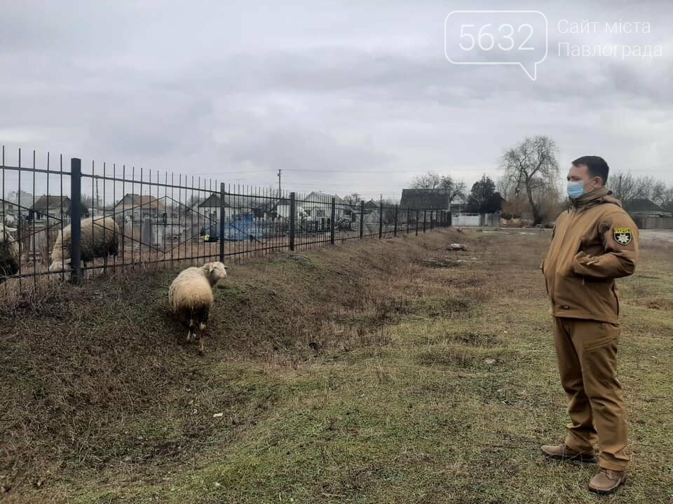 Павлоградец выпасал овец прямо на кладбище (ФОТО), фото-2 Павлоградец выпасал овец прямо на кладбище (ФОТО), фото-2