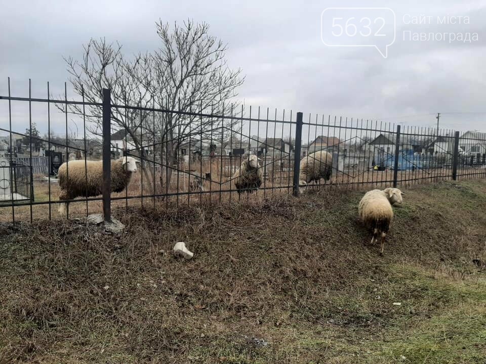 Павлоградец выпасал овец прямо на кладбище (ФОТО), фото-1 Павлоградец выпасал овец прямо на кладбище (ФОТО), фото-1