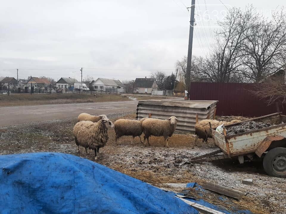 Павлоградец выпасал овец прямо на кладбище (ФОТО), фото-5 Павлоградец выпасал овец прямо на кладбище (ФОТО), фото-5