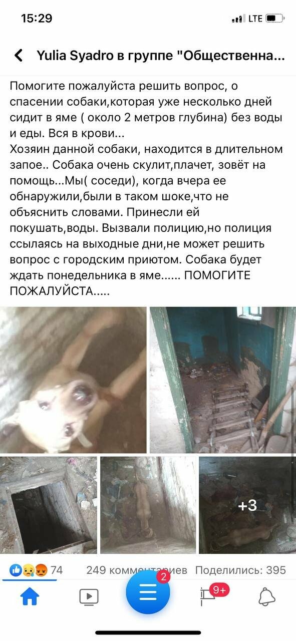 В Павлограде спасли собаку, которую держал в подвальном пом..., фото-1 В Павлограде спасли собаку, которую держал в подвальном помещении нерадивый хозяин, фото-1