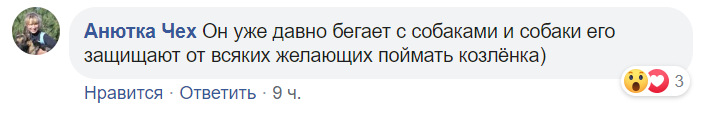 По центру Павлограда бегает стая собак во главе с козлёнком , фото-5 По центру Павлограда бегает стая собак во главе с козлёнком , фото-5