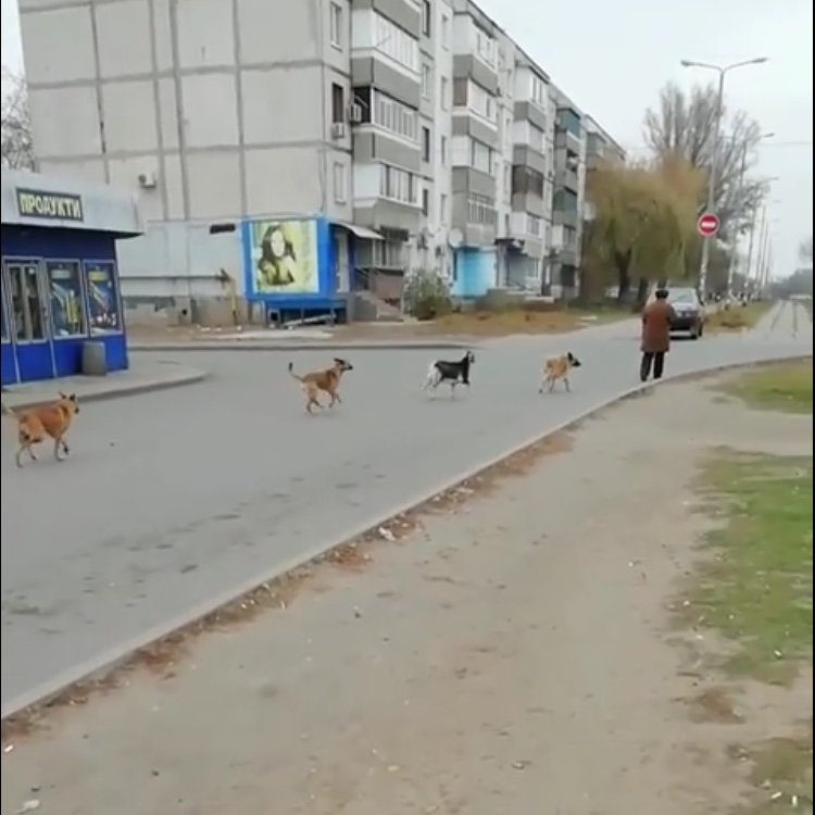 По центру Павлограда бегает стая собак во главе с козлёнком , фото-1 По центру Павлограда бегает стая собак во главе с козлёнком , фото-1