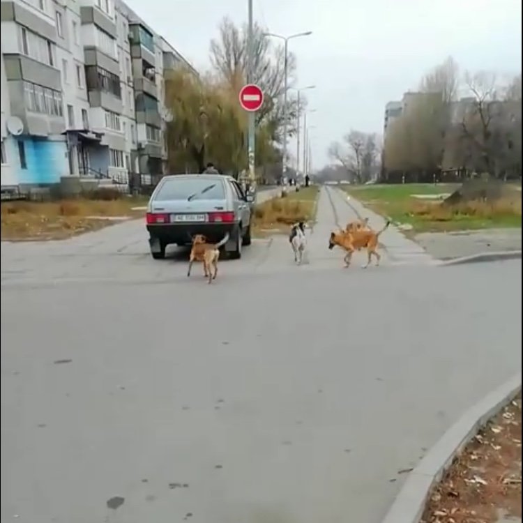 По центру Павлограда бегает стая собак во главе с козлёнком , фото-2 По центру Павлограда бегает стая собак во главе с козлёнком , фото-2