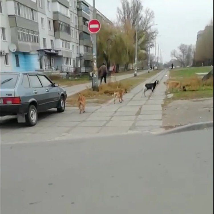 По центру Павлограда бегает стая собак во главе с козлёнком , фото-3 По центру Павлограда бегает стая собак во главе с козлёнком , фото-3