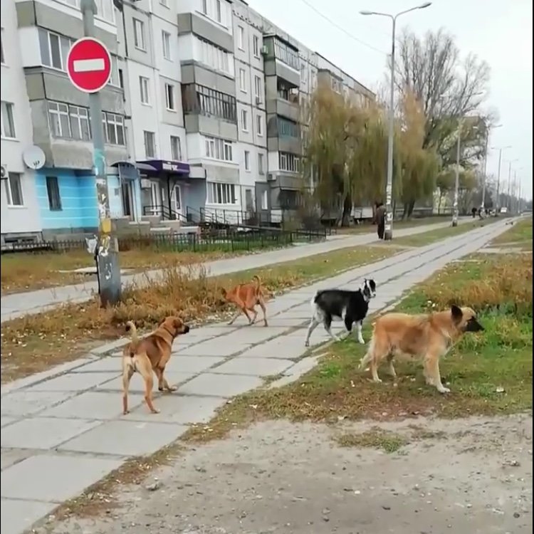 По центру Павлограда бегает стая собак во главе с козлёнком , фото-4 По центру Павлограда бегает стая собак во главе с козлёнком , фото-4