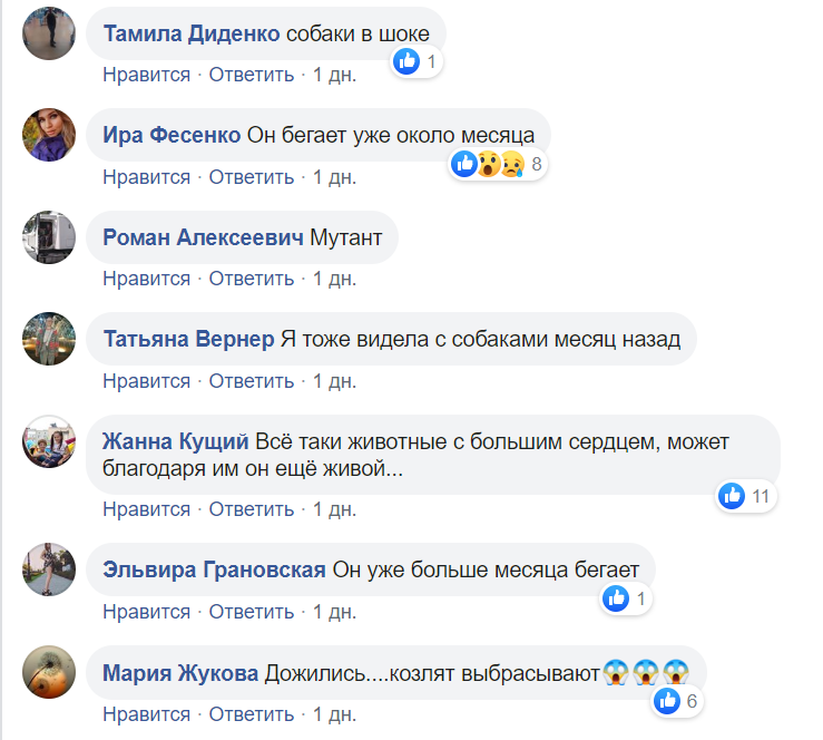 По центру Павлограда бегает стая собак во главе с козлёнком , фото-6 По центру Павлограда бегает стая собак во главе с козлёнком , фото-6