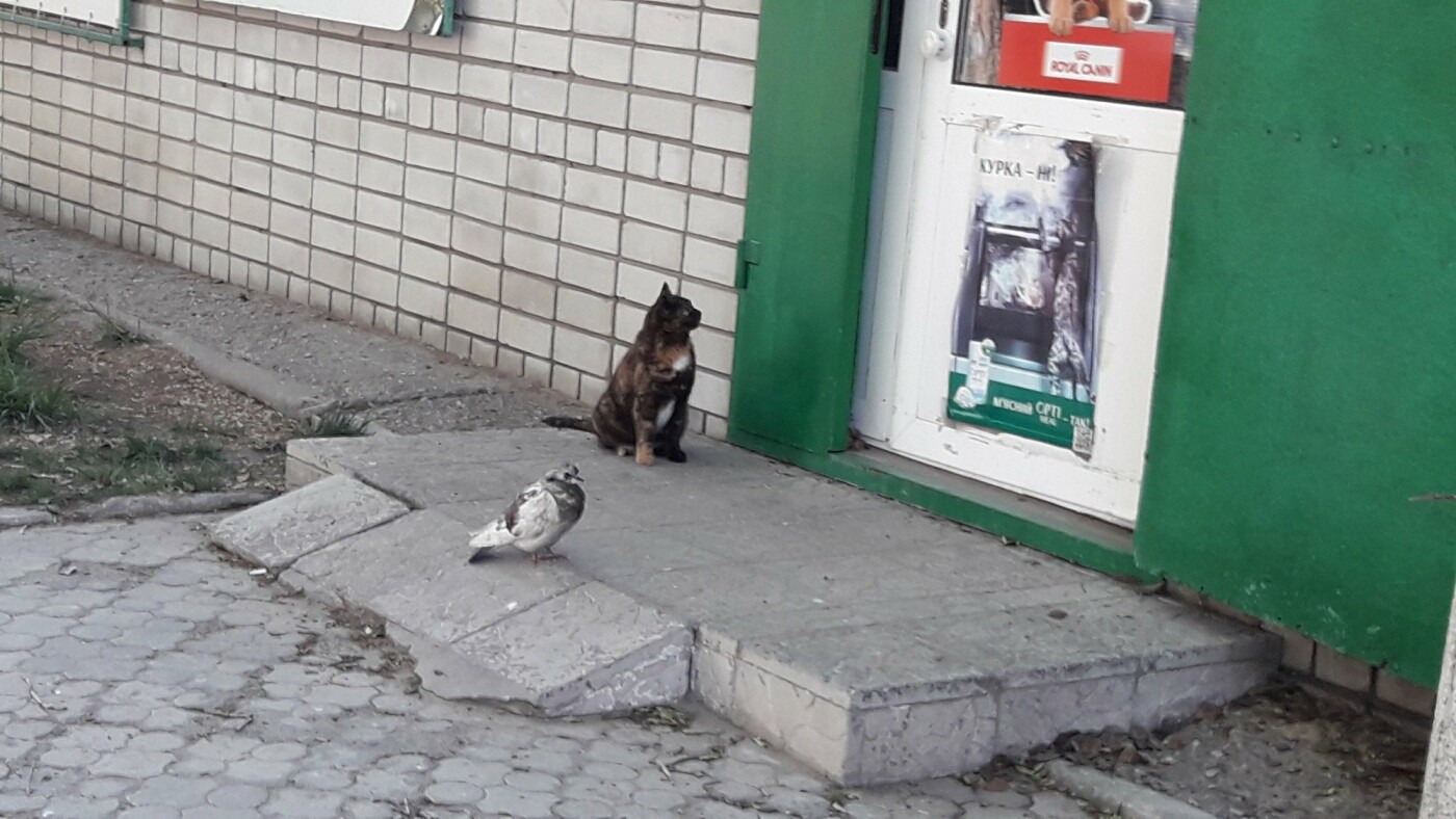 Павлоградцы делятся забавными фото в Сети на тему карантина , фото-1 Павлоградцы делятся забавными фото в Сети на тему карантина , фото-1