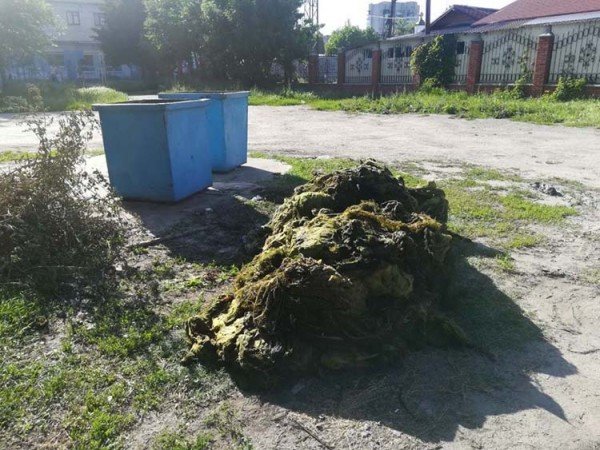 Недалеко от Павлограда Самару чистят от тины и водорослей, фото-1 Недалеко от Павлограда Самару чистят от тины и водорослей, фото-1