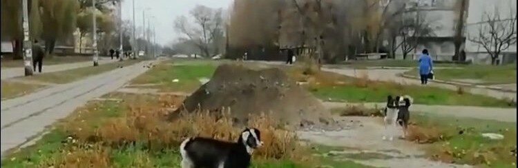 По центру Павлограда бегает стая собак во главе с козлёнком По центру Павлограда бегает стая собак во главе с козлёнком , Ольга Михайлова