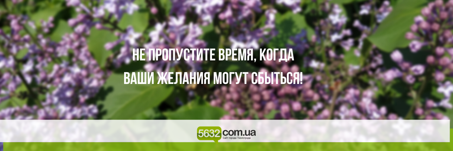 Время загадывать желания: в Павлограде цветёт сирень Время загадывать желания: в Павлограде цветёт сирень