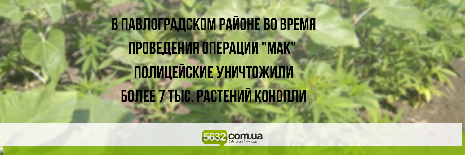 В селе Кочережки Павлоградского района обнаружили целое поле с коно... В селе Кочережки Павлоградского района обнаружили целое поле с коноплёй