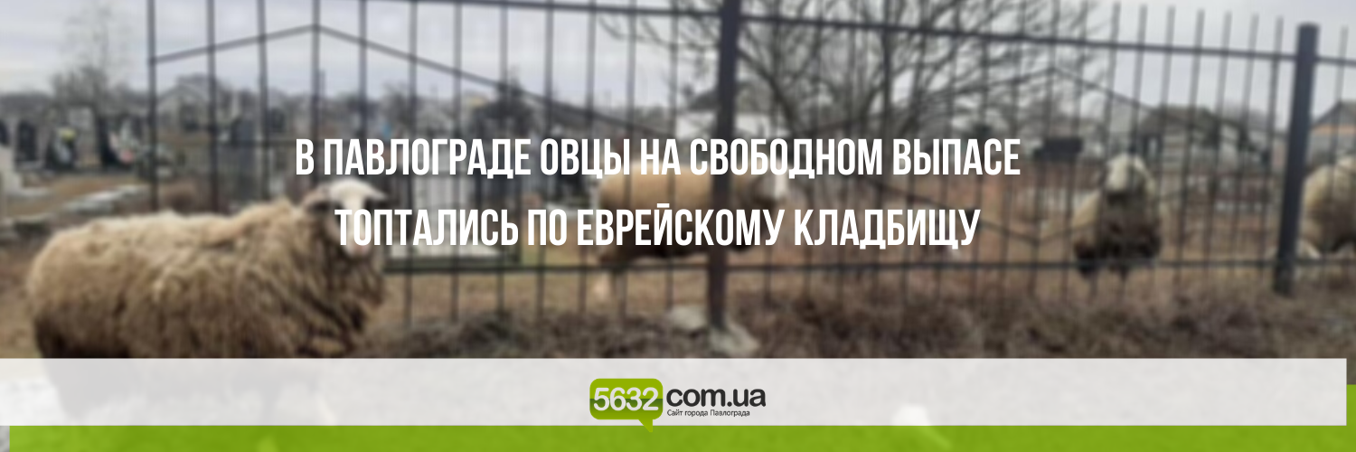Павлоградец выпасал овец прямо на кладбище Павлоградец выпасал овец прямо на кладбище