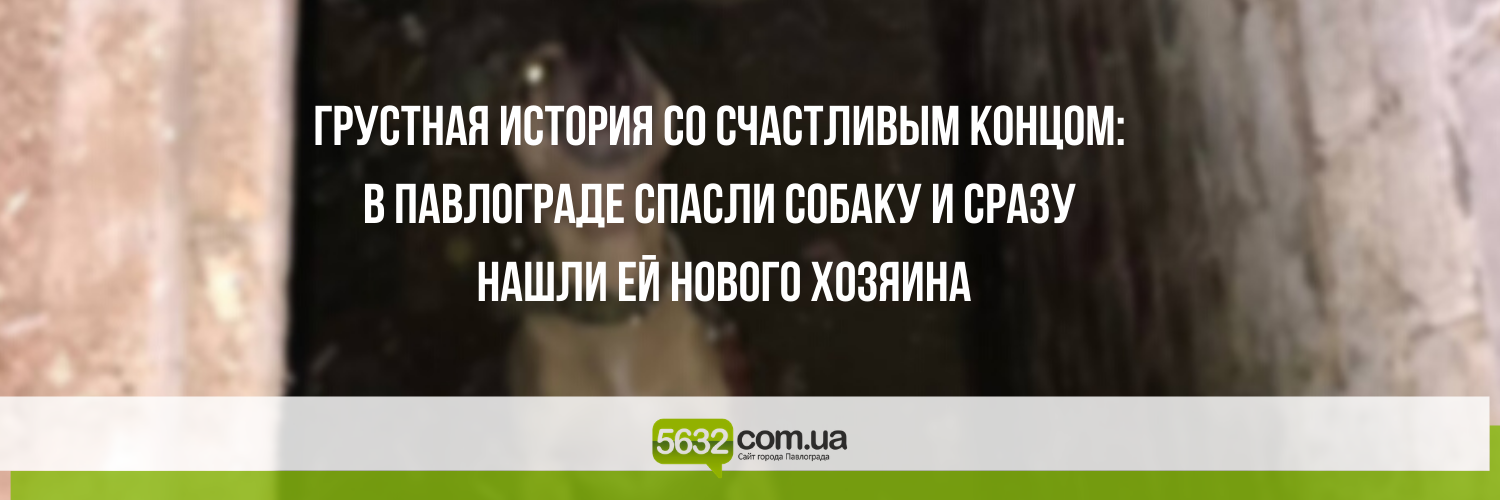 В Павлограде спасли собаку, которую держал в подвальном помещении н... В Павлограде спасли собаку, которую держал в подвальном помещении нерадивый хозяин