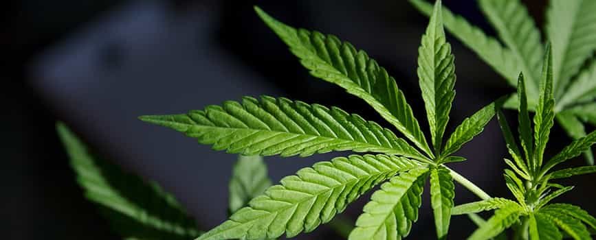Конопля посевная от rastaman-seeds